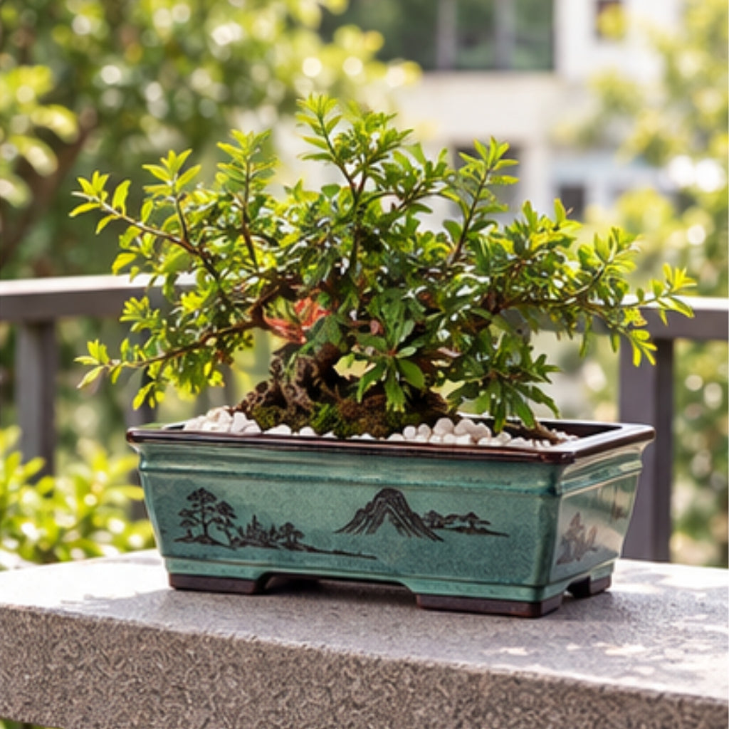 NestFix™ Bonsai Planter Pot – Decorative Ceramic Pot for Home & Desk