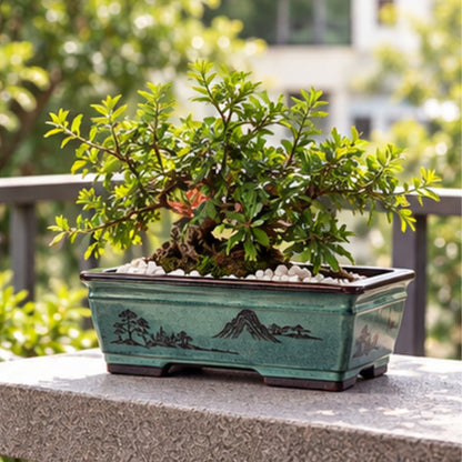 NestFix™ Bonsai Planter Pot – Decorative Ceramic Pot for Home & Desk